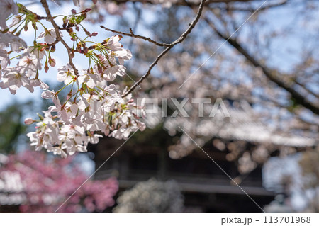 【第1番札所】霊山寺の桜【四国八十八箇所】 【第1番札所】霊山寺の桜【四国八十八箇所】 113701968