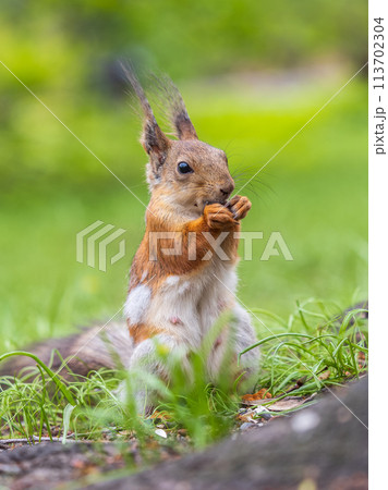 Close-up Portrait of Squirrel. Squirrel eats a nut while sitting in green grass. Close-up Portrait of Squirrel. Squirrel eats a nut while sitting in green grass. 113702304