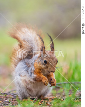 Squirrel eats a nut while sitting in green grass. Eurasian red squirrel, Sciurus vulgaris Squirrel eats a nut while sitting in green grass. Eurasian red squirrel, Sciurus vulgaris 113702310