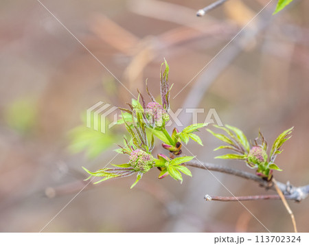 Small buds of sambucus racemosa in early spring time. 113702324