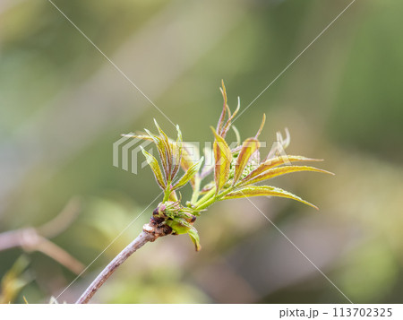 Small buds of sambucus racemosa in early spring time. 113702325