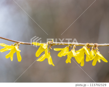 Forsythia. Blooming forsythia bush. Yellow flower on a branch of forsythia. Forsythia. Blooming forsythia bush. Yellow flower on a branch of forsythia. 113702329
