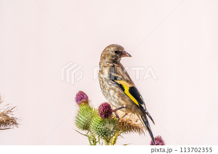European goldfinch with juvenile plumage, feeding on the seeds of thistles. Carduelis carduelis. European goldfinch with juvenile plumage, feeding on the seeds of thistles. Carduelis carduelis. 113702355