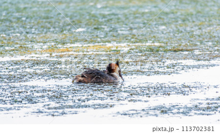 The water bird Great crested Grebe, Podiceps cristatus, swimming in the lake, and its cute babies riding on its back 113702381
