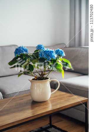 Ceramic pot with blue hydrangea flowers bouquet on coffee table with blurred background of modern cozy light living room with gray couch sofa. Open space home interior biophilia design. Copy space Ceramic pot with blue hydrangea flowers bouquet on coffee table with blurred background of modern cozy light living room with gray couch sofa. Open space home interior biophilia design. Copy space 113702480