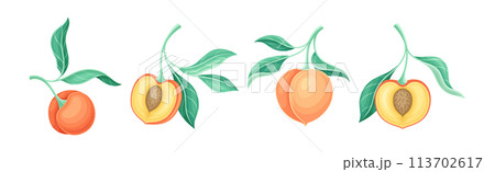 Peach Fruit Branch with Stem and Green Leaf Vector Set Peach Fruit Branch with Stem and Green Leaf Vector Set 113702617