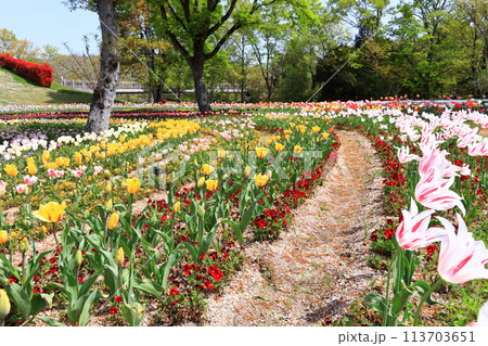 【香川県】春の国営讃岐まんのう公園(チューリップ畑) 【香川県】春の国営讃岐まんのう公園(チューリップ畑) 113703651