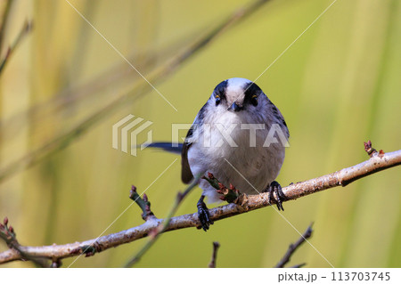 愛くるしい仕草で人気者の小さな白い鳥 エナガ 愛くるしい仕草で人気者の小さな白い鳥 エナガ 113703745