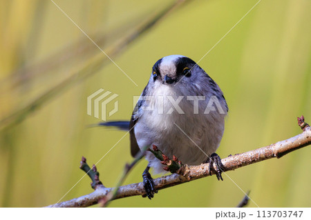 愛くるしい仕草で人気者の小さな白い鳥 エナガ 113703747