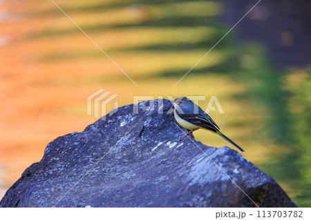 警戒心が強く、水辺を好んであざやかなレモンイエローを纏う綺麗な鳥のキセキレイ 113703782
