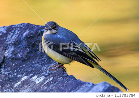 警戒心が強く、水辺を好んであざやかなレモンイエローを纏う綺麗な鳥のキセキレイ 警戒心が強く、水辺を好んであざやかなレモンイエローを纏う綺麗な鳥のキセキレイ 113703784