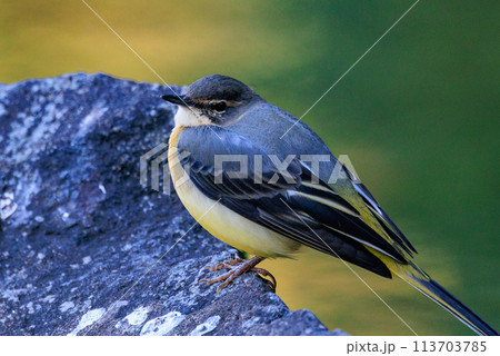 警戒心が強く、水辺を好んであざやかなレモンイエローを纏う綺麗な鳥のキセキレイ 113703785
