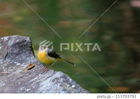 警戒心が強く、水辺を好んであざやかなレモンイエローを纏う綺麗な鳥のキセキレイ 113703791