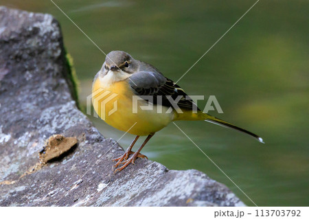 警戒心が強く、水辺を好んであざやかなレモンイエローを纏う綺麗な鳥のキセキレイ 警戒心が強く、水辺を好んであざやかなレモンイエローを纏う綺麗な鳥のキセキレイ 113703792