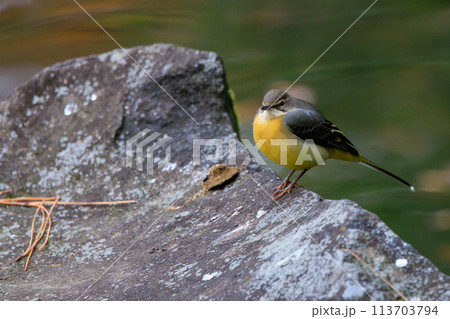 警戒心が強く、水辺を好んであざやかなレモンイエローを纏う綺麗な鳥のキセキレイ 警戒心が強く、水辺を好んであざやかなレモンイエローを纏う綺麗な鳥のキセキレイ 113703794