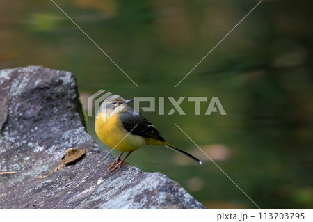 警戒心が強く、水辺を好んであざやかなレモンイエローを纏う綺麗な鳥のキセキレイ 警戒心が強く、水辺を好んであざやかなレモンイエローを纏う綺麗な鳥のキセキレイ 113703795