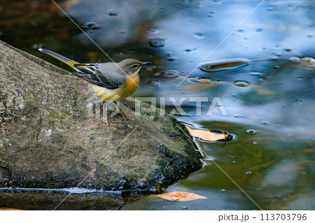 警戒心が強く、水辺を好んであざやかなレモンイエローを纏う綺麗な鳥のキセキレイ 警戒心が強く、水辺を好んであざやかなレモンイエローを纏う綺麗な鳥のキセキレイ 113703796