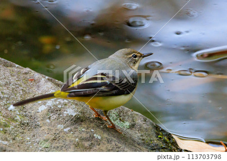 警戒心が強く、水辺を好んであざやかなレモンイエローを纏う綺麗な鳥のキセキレイ 警戒心が強く、水辺を好んであざやかなレモンイエローを纏う綺麗な鳥のキセキレイ 113703798