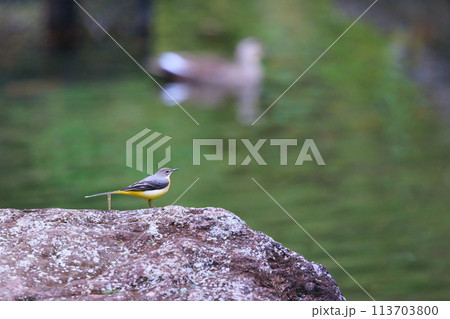 警戒心が強く、水辺を好んであざやかなレモンイエローを纏う綺麗な鳥のキセキレイ 113703800