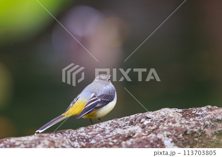 警戒心が強く、水辺を好んであざやかなレモンイエローを纏う綺麗な鳥のキセキレイ 警戒心が強く、水辺を好んであざやかなレモンイエローを纏う綺麗な鳥のキセキレイ 113703805