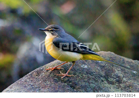 警戒心が強く、水辺を好んであざやかなレモンイエローを纏う綺麗な鳥のキセキレイ 113703814