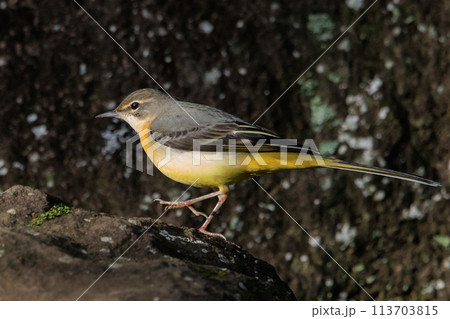 警戒心が強く、水辺を好んであざやかなレモンイエローを纏う綺麗な鳥のキセキレイ 警戒心が強く、水辺を好んであざやかなレモンイエローを纏う綺麗な鳥のキセキレイ 113703815