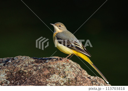 警戒心が強く、水辺を好んであざやかなレモンイエローを纏う綺麗な鳥のキセキレイ 113703818