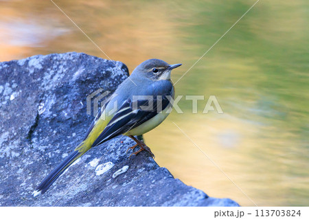 警戒心が強く、水辺を好んであざやかなレモンイエローを纏う綺麗な鳥のキセキレイ 113703824