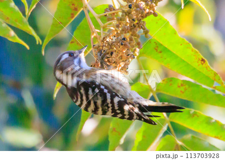 日本で一番小さなキツツキ コゲラ 113703928