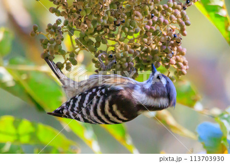 日本で一番小さなキツツキ コゲラ 113703930