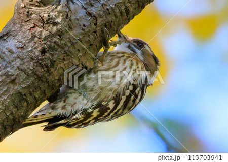 日本で一番小さなキツツキ コゲラ 日本で一番小さなキツツキ コゲラ 113703941