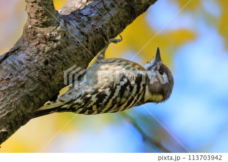 日本で一番小さなキツツキ コゲラ 日本で一番小さなキツツキ コゲラ 113703942