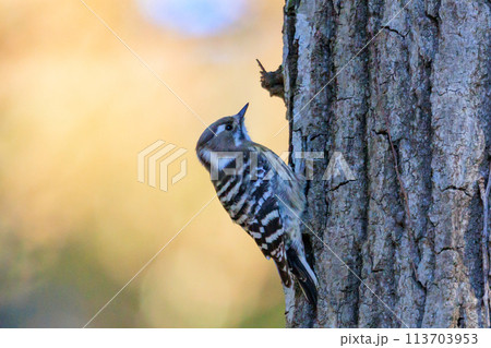 日本で一番小さなキツツキ コゲラ 日本で一番小さなキツツキ コゲラ 113703953