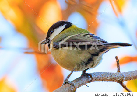 胸のネクタイが可愛らしい身近な野鳥 シジュウカラ 胸のネクタイが可愛らしい身近な野鳥 シジュウカラ 113703963