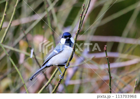 胸のネクタイが可愛らしい身近な野鳥 シジュウカラ 胸のネクタイが可愛らしい身近な野鳥 シジュウカラ 113703968