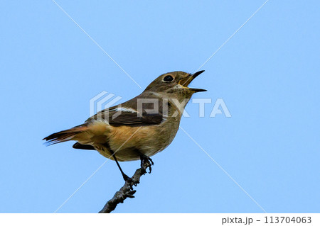 ジョビコの愛称で可愛らしい仕草が愛される冬鳥の ジョウビタキの雌 ジョビコの愛称で可愛らしい仕草が愛される冬鳥の ジョウビタキの雌 113704063