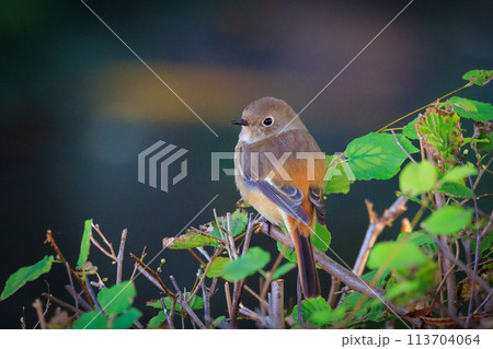 ジョビコの愛称で可愛らしい仕草が愛される冬鳥の ジョウビタキの雌 ジョビコの愛称で可愛らしい仕草が愛される冬鳥の ジョウビタキの雌 113704064