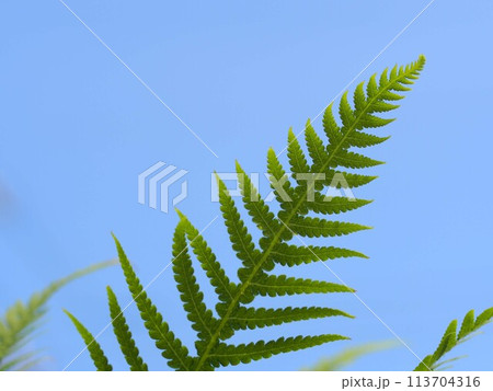 青空バックのシダの葉 113704316