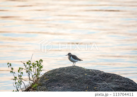 Common sandpiper, Actitis hypoleucos, resting lake shore under raindrops. 113704411