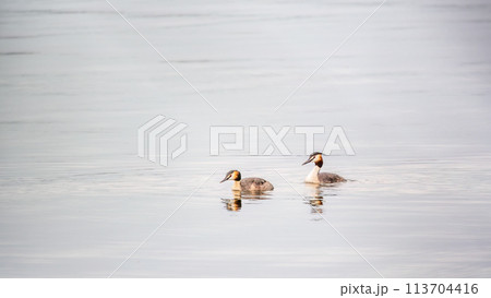 Two Great Crested Grebes swim in the lake Two Great Crested Grebes swim in the lake 113704416