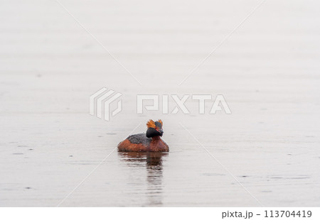 Horned grebe swimming in the lake 113704419