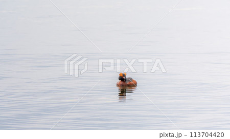 Horned grebe swimming in the lake 113704420