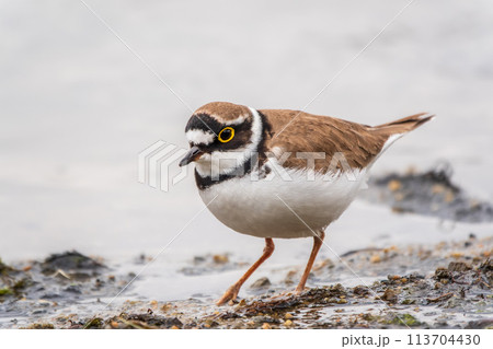 Little ringed plover (Charadrius dubius), bird standing on the lake shore 113704430