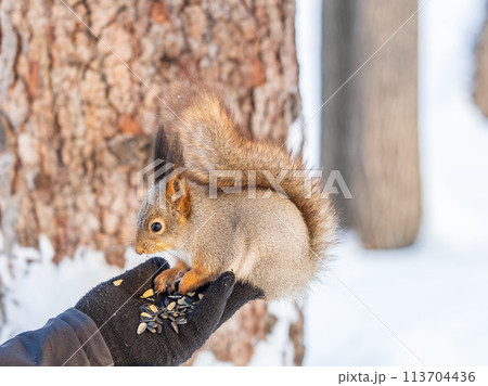 Squirrel eats nuts from a man's hand. Caring for animals in winter or autumn. Squirrel eats nuts from a man's hand. Caring for animals in winter or autumn. 113704436
