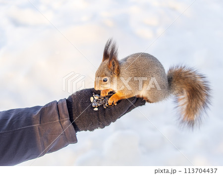 Squirrel eats nuts from a man's hand. Caring for animals in winter or autumn. 113704437