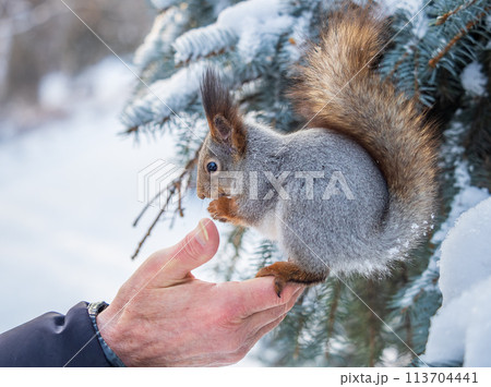 Squirrel eats nuts from a man's hand. Caring for animals in winter or autumn. Squirrel eats nuts from a man's hand. Caring for animals in winter or autumn. 113704441