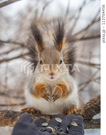 Squirrel eats nuts from a man's hand. Caring for animals in winter or autumn. 113704456