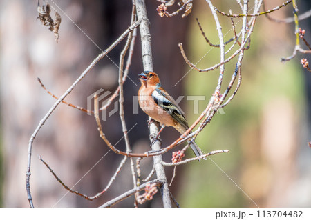 Common chaffinch, Fringilla coelebs, sits on a tree. Common chaffinch in wildlife. 113704482