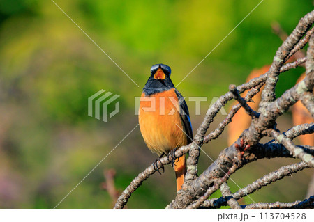 愛らしい仕草の冬鳥 ジョウビタキ 113704528