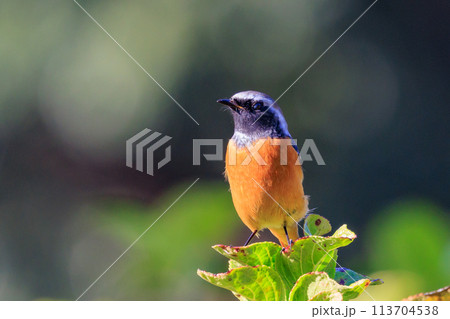 愛らしい仕草の冬鳥 ジョウビタキ 113704538